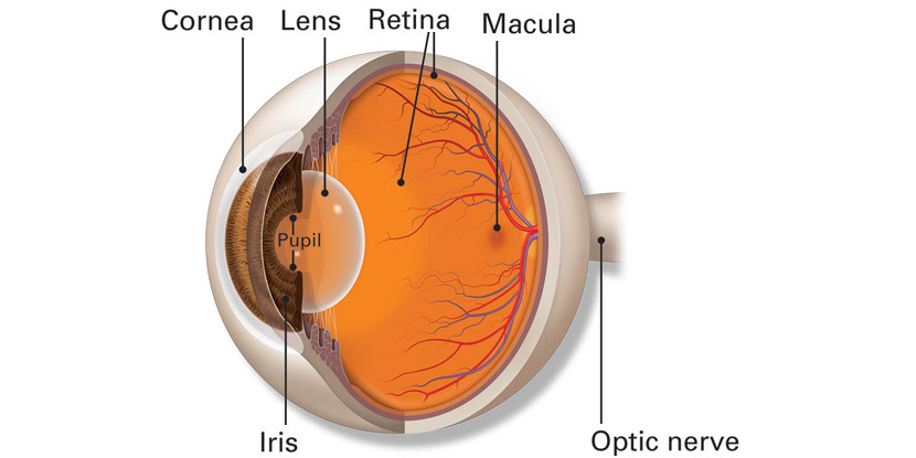 Ilustración de la anatomía básica interna del ojo, incluyendo la córnea, el cristalino, la mácula, la retina, el iris y el nervio óptico.