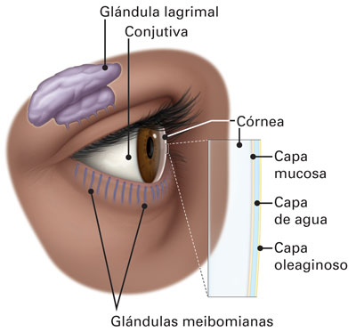Conjuntiva, Glándula lagrimal y Película lagrimal del ojo.