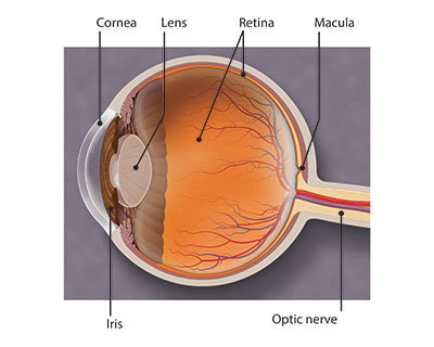 Profile-view Illustration of an eye, detailing anatomy that includes the cornea, lens, retina, optic nerve, among other structures.