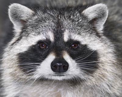 Close up of the face of a raccoon.