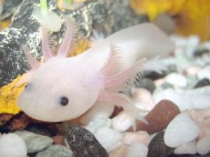 A pink quadrupedal amphibian with feathery growths surrounding its head. The axolotl sits on a bed of rocks in a tank.