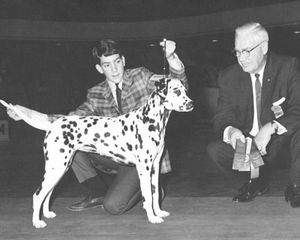 Winning Best of Breed in 1966 with his first Dalmatian, CH Korcula Salona, CD.
