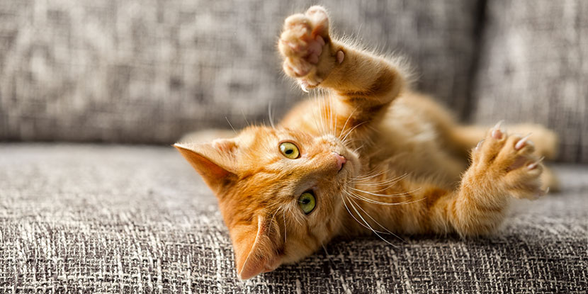 A kitten flexing its claws.