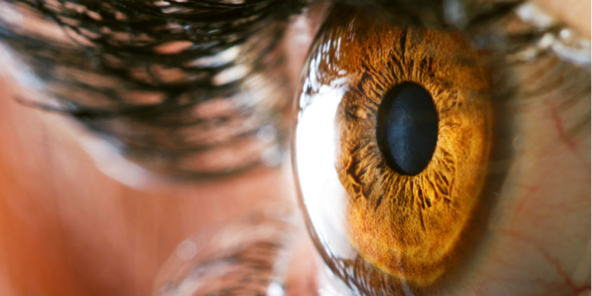 Acercamiento de un ojo café destacando la ventana clara de la parte anterior del ojo, conocida como córnea