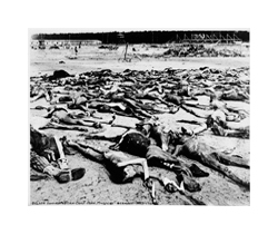 A black and white photograph of a field full of thin, emaciated, dead human bodies.