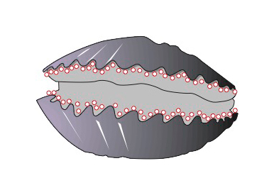 A drawing of a sea creature with two hinged grey shells. There are many small red-outlined circles along the scalloped edges of each shell indicating eyes.