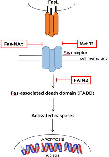 FAS-Mediated Apoptosis Pathway