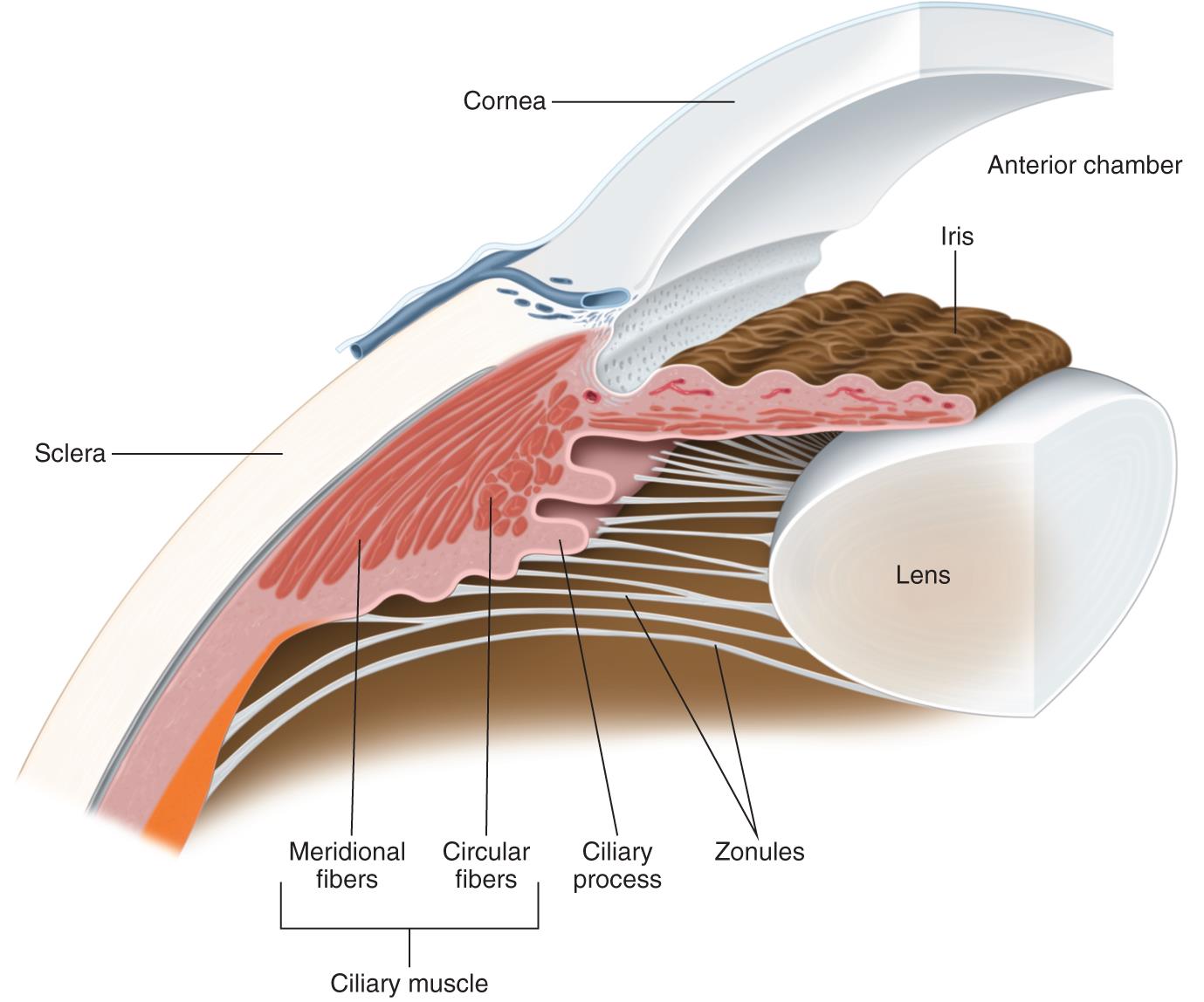 Diagram Of The Eye Anterior Chamber Image collections 