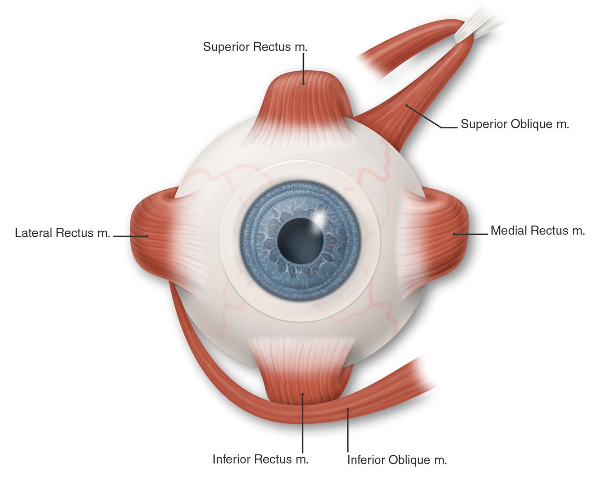 Eye muscles, color (labeled) - American Academy of ...