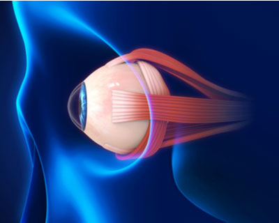 Side-view illustration of eye muscles that control movement of the eye inside the socket