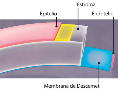 Membrana de Descemet, Endotelio, Epitelio y Estroma del ojo