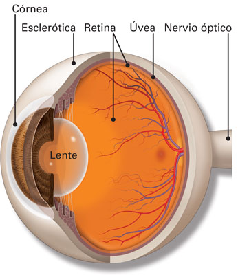 Coroides, Cuerpo ciliar, Esclerótica y Uvea en el ojo