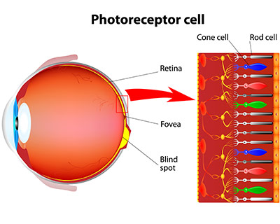 Fotoreceptorer og celler