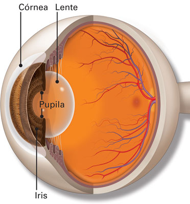 Córnea, Iris, Cristalino y Pupila del ojo.
