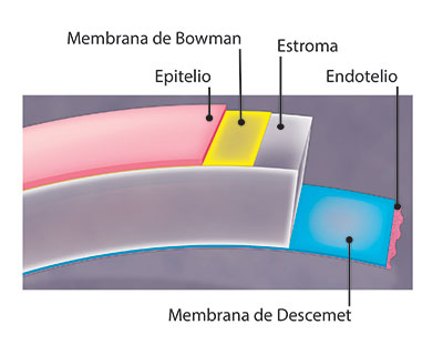 Membrana de Bowman es la capa justo debajo del epitelio, que es la porción más externa de la córnea. La membrana de Bowman está compuesta principalmente de fibras de colágeno, una proteína importante que refuerza estructuralmente la córnea.