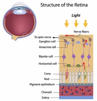 Structure of retina-rods and cones