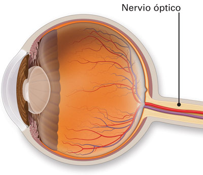 Resultado de imagen de nervio óptico