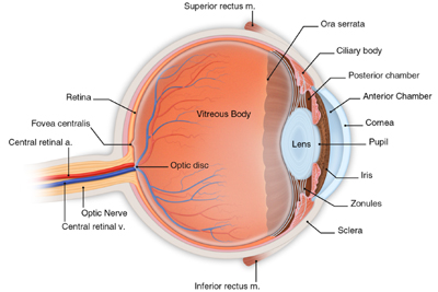 Interior Eye Anatomy