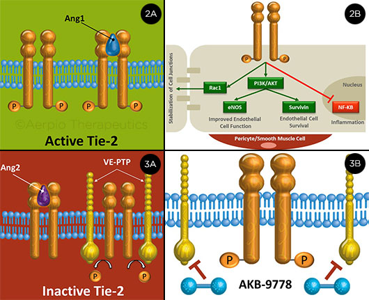 Tie-2: Active and Inactive