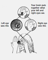 A black and white diagram of the hole-in-your-hand optical illusion. A girl holds a hollow tube up to one eye and covers the other eye with her hand. Lines connect three circles over her head. One circle has an image of her hand, another has an image of the hole in the tube, and the top circle has the hole placed on top of the hand.