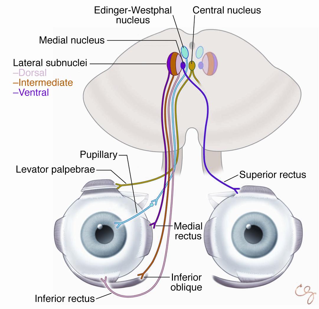 Oculomotor nerve - American Academy of Ophthalmology