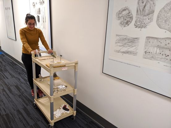 A museum worker rolls a cart of artifacts down a hallway. She is a young woman in a yellow sweater with long dark hair, and she is pushing a beige plastic card with three tray levels full of small, unidentifiable artifacts. She walks past two posters with drawings of the muscles of a human eye.