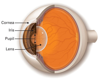 Diagram of Cornea, Iris, Lens and Pupil in the eye