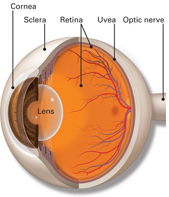 Diagram of Choroid Ciliary Body Sclera and Uvea in the eye