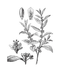 A black and white drawing of a plant with berries. There is a drawing of the whole plant, with many leaves and berries. There is also a close-up of one leaf and one berry cluster. There is also one close up drawing of one berry.