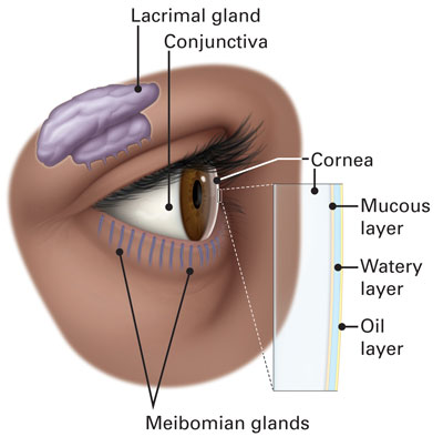 Diagram of Conjunctiva, Lacrimal Gland, and mucus, water and oil layers of Tear Film in the eye