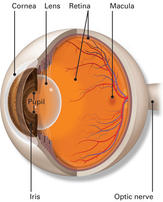 Diagram of Macula, Optic Disc and Retina in the eye