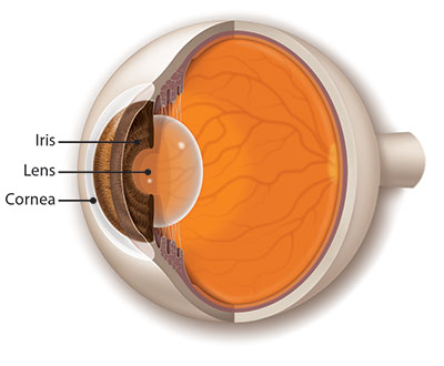 Side-view illustration of the eye's cornea